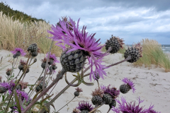 Disteln am Klintholmer Strand